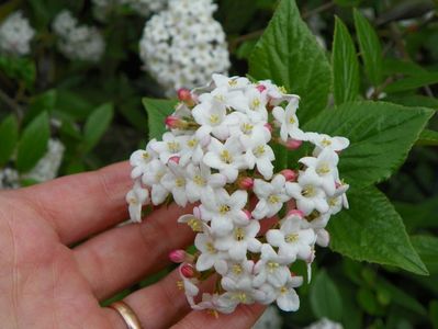 viburnum burkwoodii