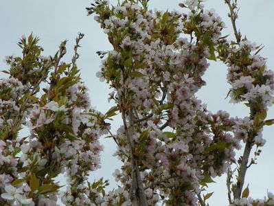 prunus Amanogawa mare