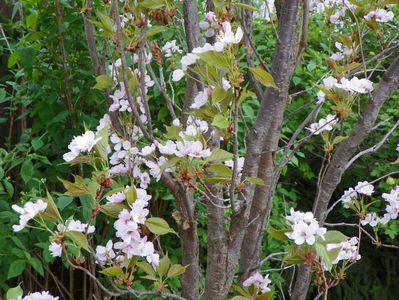 prunus Amanogawa mare