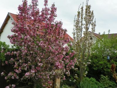 malus Rudolph si prunus Amanogawa mare