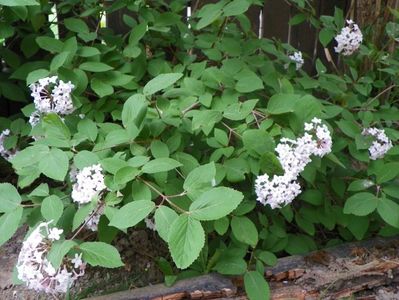 viburnum carlesii