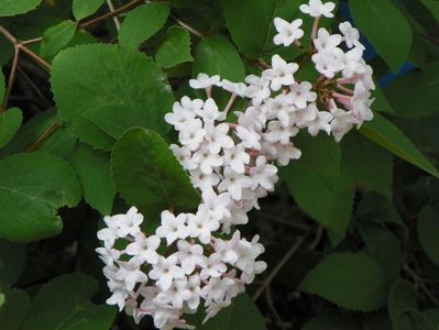 viburnum carlesii