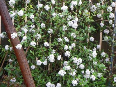 viburnum burkwoodii