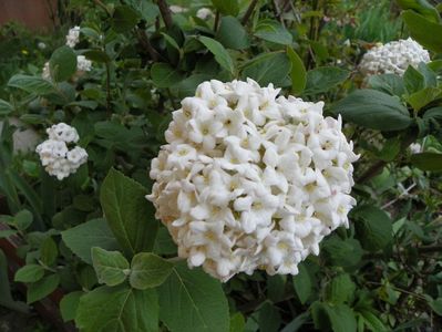 viburnum carlcephalum