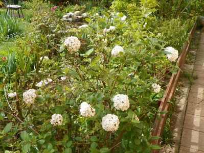 viburnum carlcephalum