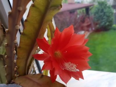 Epiphyllum rosu