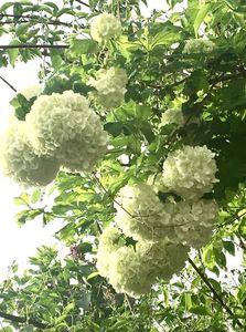 Viburnum