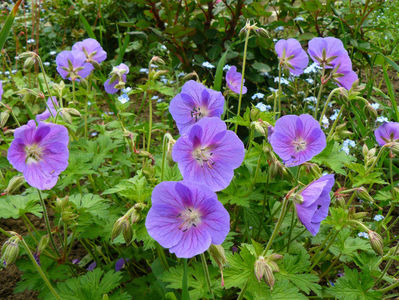 Geranium Hymalaiensis