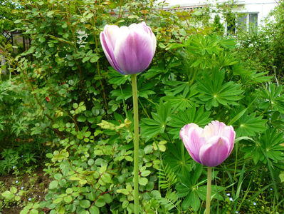 Atlantis tulips