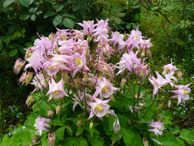 Aquilegia