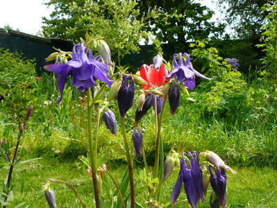 Aquilegia