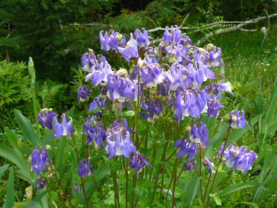 Aquilegia blue and white