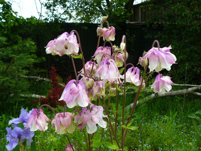 Aquilegia Pink and white