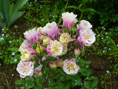 Aquilegia Biedermaier