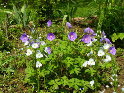 Geranium Hymalaiense