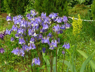 Aquilegia Blue and white