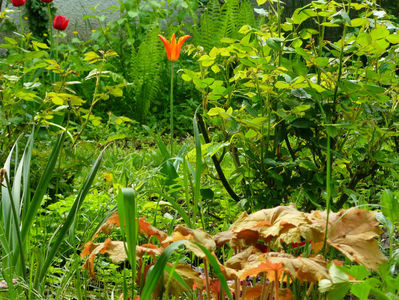 Orange Emperor tulip si heuchera Casandra