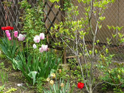 Cornus Florina Cherokee  Chief