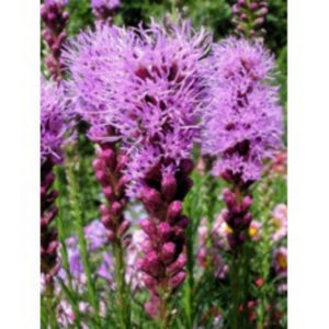 liatris-spicata-floristan-violet-g-9