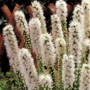 liatris-spicata-floristan-white