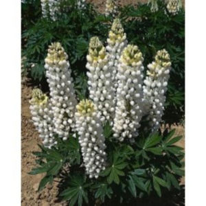 lupinus-polyphyllus-gallery-white-shades-g-9