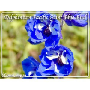 delphinium-x-cultorum-pacific-giants-blue-bird-g-9