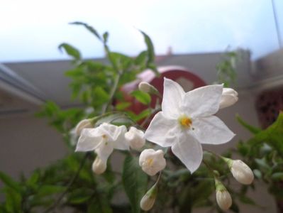 Solanum jasminoides