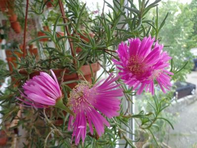 Lampranthus