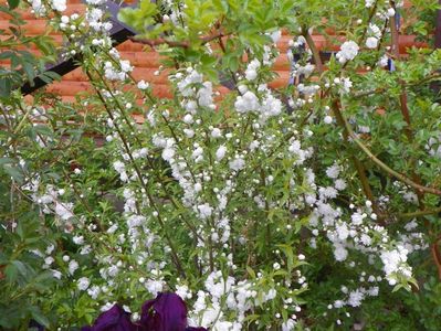 prunus glandulosa Alba Plena