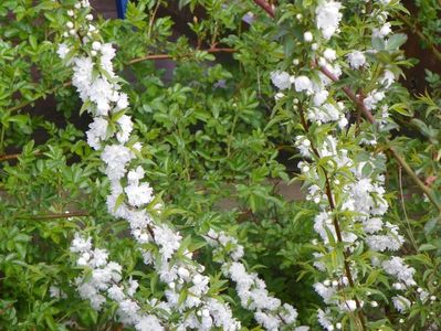 prunus glandulosa Alba Plena