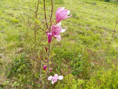 magnolia Leonard Messel