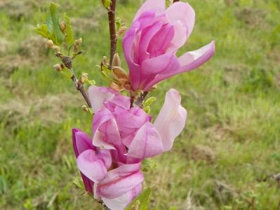 magnolia Leonard Messel