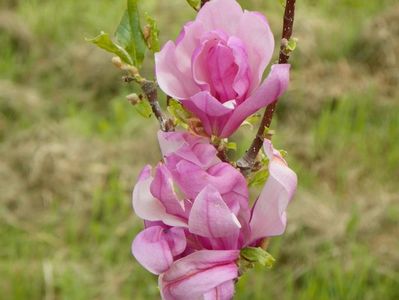 magnolia Leonard Messel