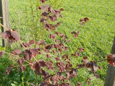 corylus maxima Purpurea