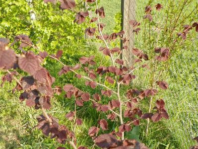 corylus maxima Purpurea