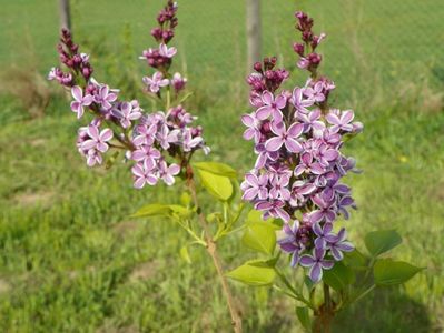 syringa Sensation