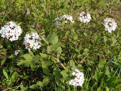 viburnum carlesii