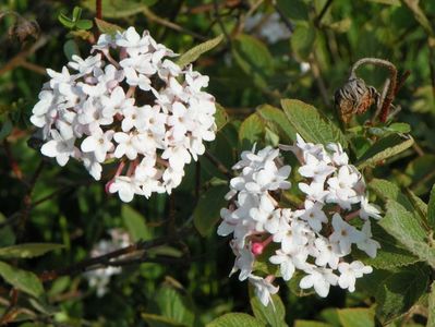 viburnum carlesii