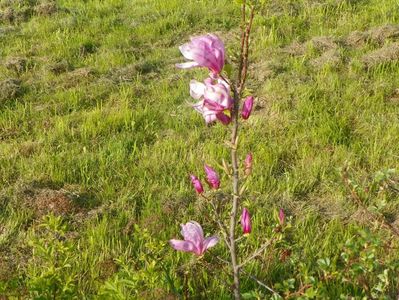 magnolia Leonard Messel