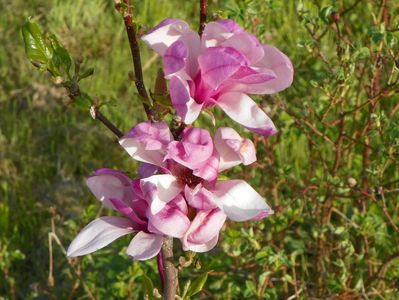 magnolia Leonard Messel