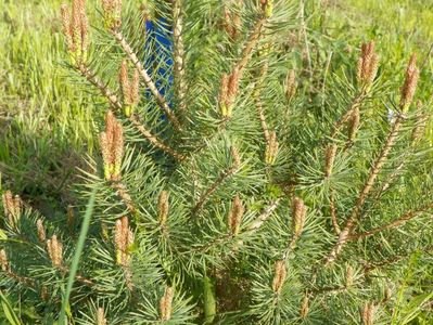 pinus Watereri