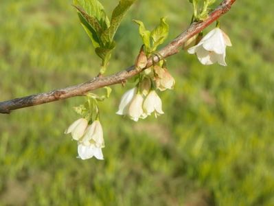 halesia carolina