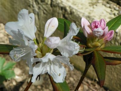 rhododendron Cunningham's White