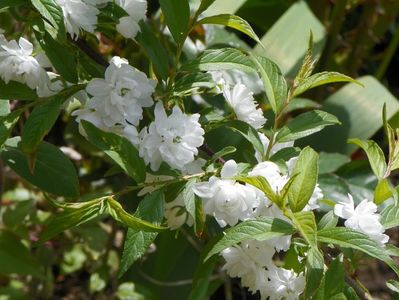 prunus gland. Alba Plena