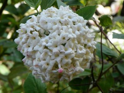 viburnum carlchephalum