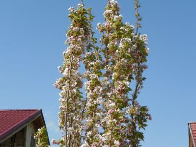 prunus Amanogawa