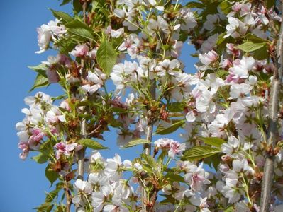 prunus Amanogawa