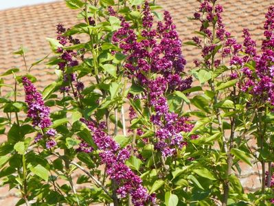 syringa Charles Joly