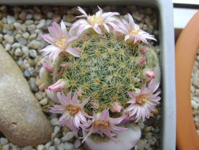 Mammillaria schiedeana ssp. giselae