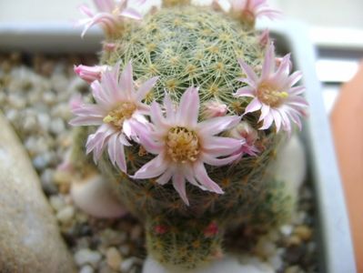 Mammillaria schiedeana ssp. giselae